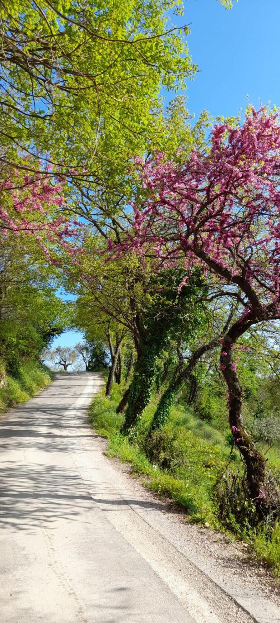 B&B Il Sentiero Di Assisi Eksteriør billede