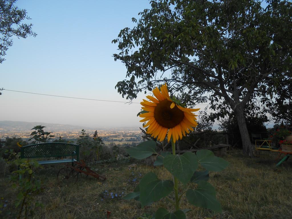 B&B Il Sentiero Di Assisi Eksteriør billede