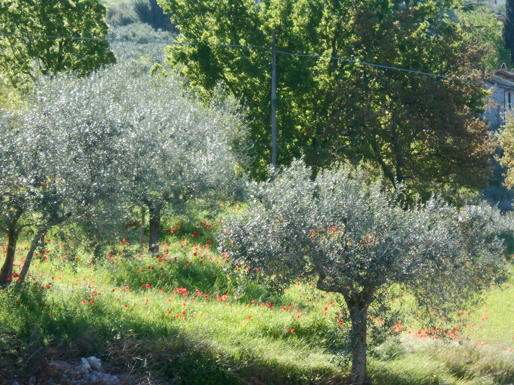 B&B Il Sentiero Di Assisi Eksteriør billede