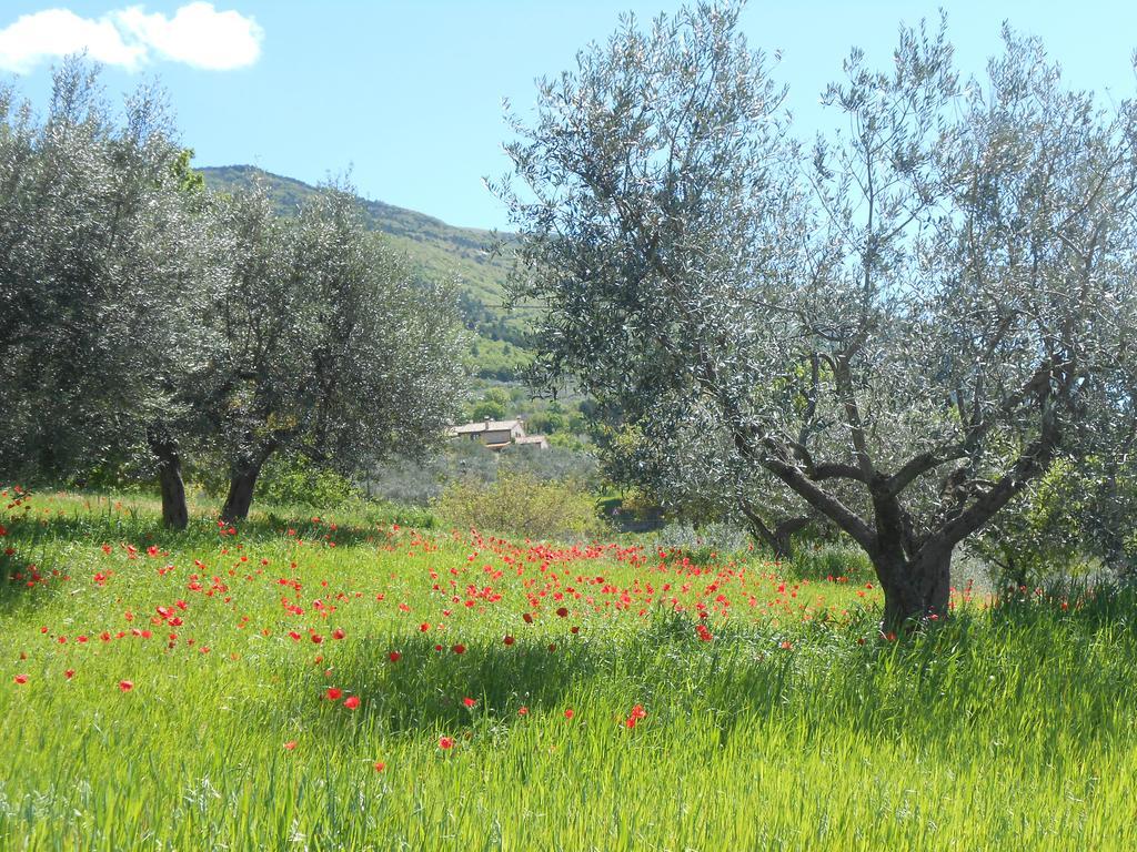 B&B Il Sentiero Di Assisi Eksteriør billede