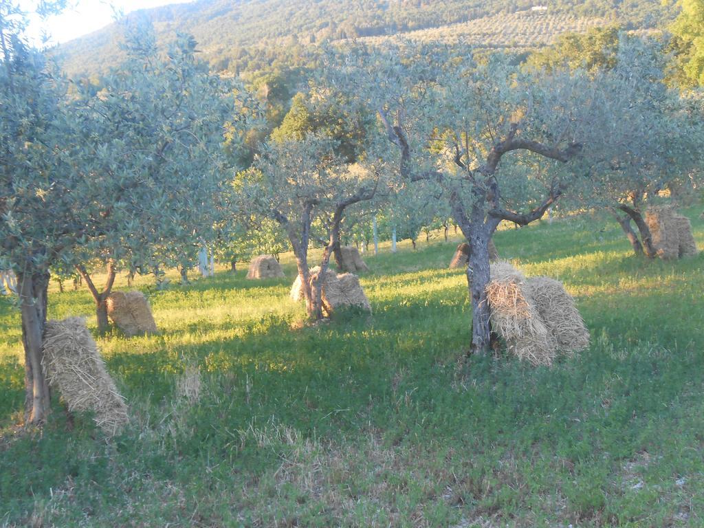 B&B Il Sentiero Di Assisi Eksteriør billede