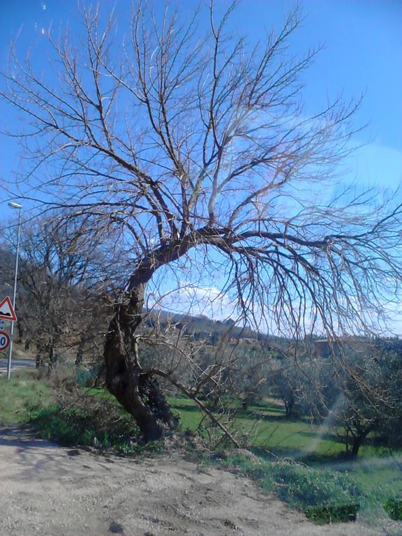 B&B Il Sentiero Di Assisi Eksteriør billede